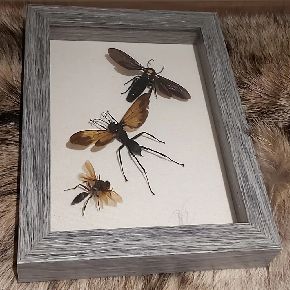 Framed Insect Display with Gray Frame - Picture 1 of 5